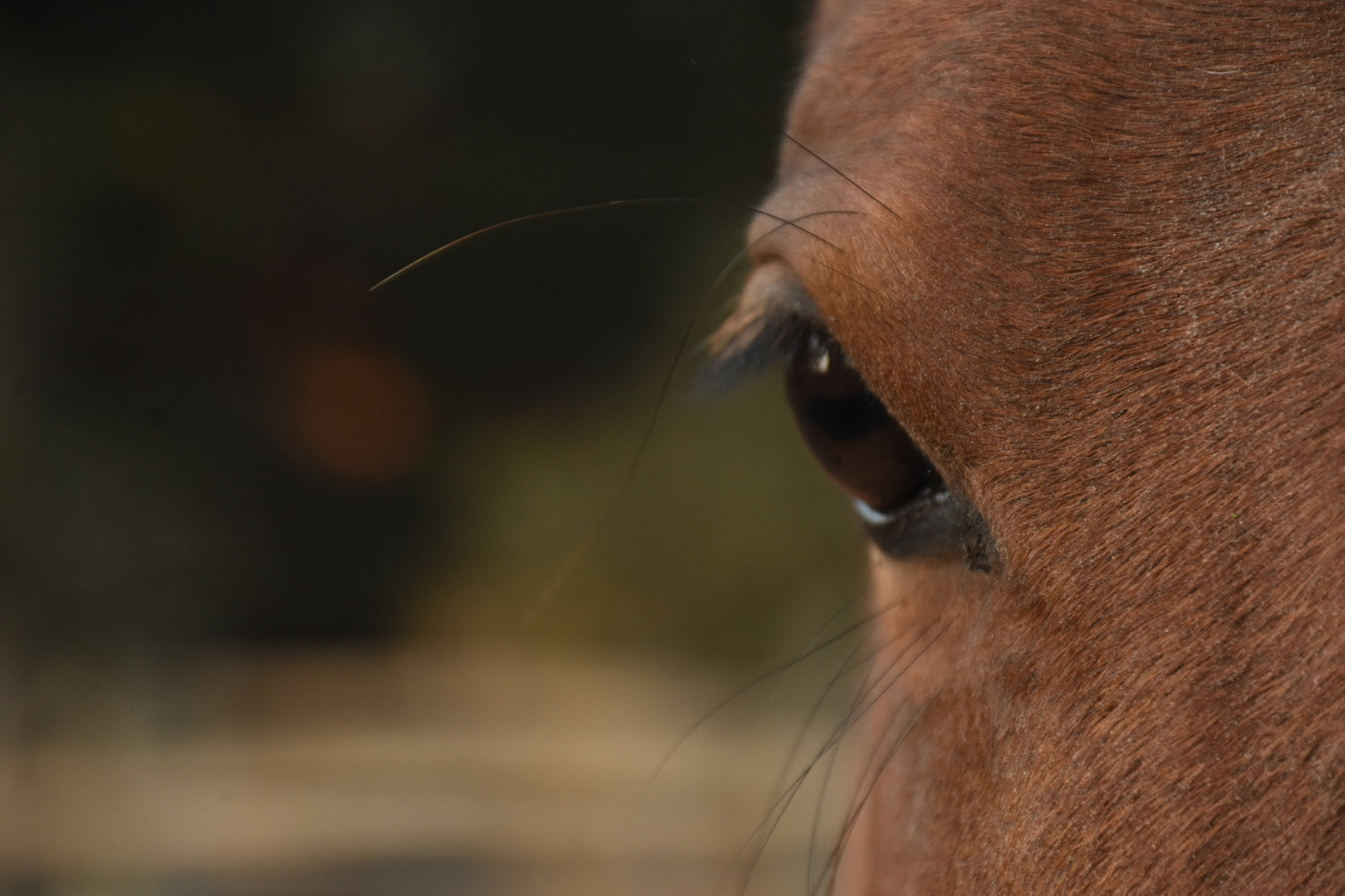 Equus ferus caballus 